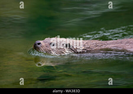 Close up della politica europea di lontra di fiume (Lutra lutra) nuotare in acqua di ruscello / fiume Foto Stock