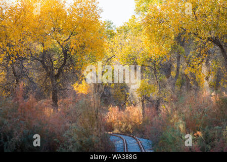 Tarim Luntai fiume Eufrate parco di pioppo Foto Stock