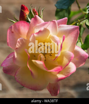 Rosa "allora la tunica di Giuseppe' Foto Stock