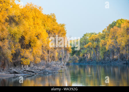 Tarim Luntai fiume Eufrate parco di pioppo Foto Stock