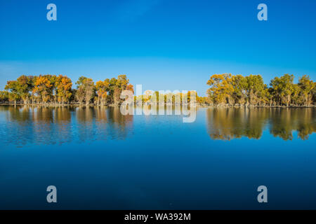 Tarim Luntai fiume Eufrate parco di pioppo Foto Stock