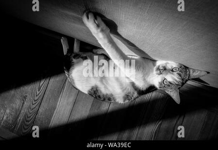 Foto in bianco e nero di un gatto di furia domestico sorpreso appoggiandosi su un muro Foto Stock