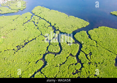 Mangrovie con fiumi nelle Filippine. Paesaggio tropicale con le mangrovie e le isole. Costa dell'isola di Siargao. Foto Stock