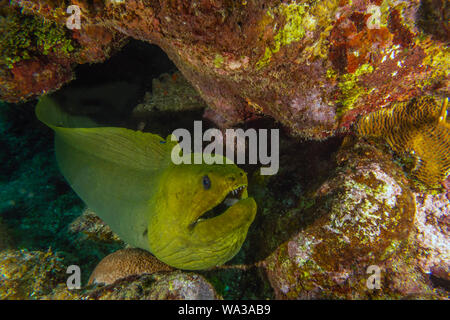 Murena Verde anguilla ,Gymnothorax funebris è una murena della famiglia Muraenidae, Foto Stock