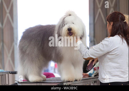 Llanelwedd, Powys, Regno Unito. Il 17 agosto 2018. Un vecchio Sheepdog inglese viene curato prima dello spettacolo. A giudicare di lavoro pastorale e terrier si svolge il secondo giorno del Welsh Kennel Club Dog Show tenutosi presso il Royal Welsh Showground, Llanelwedd in Powys, Wales, Regno Unito. © Graham M. Lawrence/Alamy Live News. Foto Stock