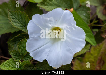 Sbocciano i fiori di campo centinodia - convolvulus arvense - close-up Foto Stock