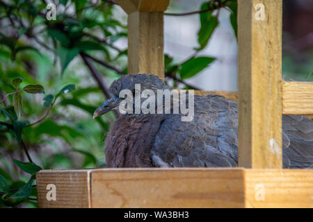 Neonata colombaccio prendendo rifugio su di un giardino in legno bird tabella Foto Stock