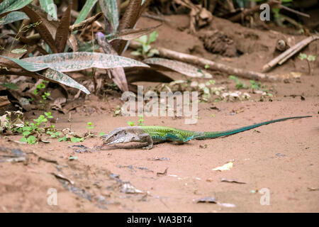 Ameiva ameiva, il gigante, ameiva ameiva verde, sud americana terra lucertola o Amazon racerunner, specie di lucertola nella famiglia Teiidae trovata nel Cen Foto Stock