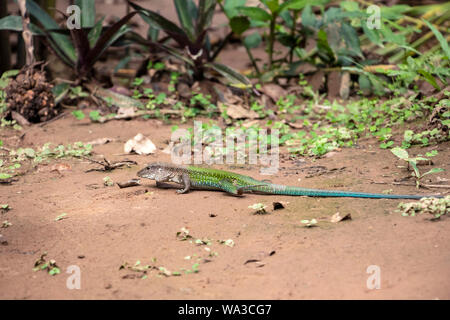 Ameiva ameiva, il gigante, ameiva ameiva verde, sud americana terra lucertola o Amazon racerunner, specie di lucertola nella famiglia Teiidae trovata nel Cen Foto Stock