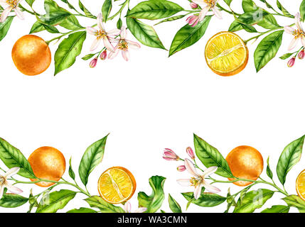 Frutta di arancia ramo telaio orizzontale con fiori. Realistico acquerello botanico immagine: albero di agrume isolato su bianco disegnati a mano disposizione f Foto Stock