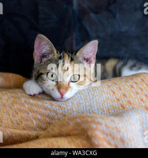 Un gatto giovane, carino, tabby giace su una coperta di lana Foto Stock