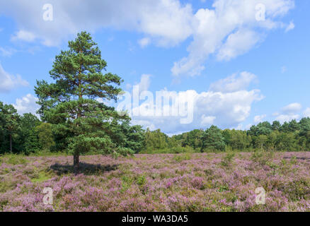 Viola heather in fiore in estate nella brughiera a Pirbright, un villaggio vicino a Woking in Guildford borough Foto Stock