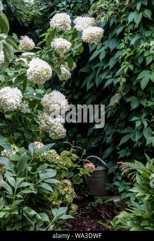 White hydrangea fiori nel giardino ombreggiato Foto Stock