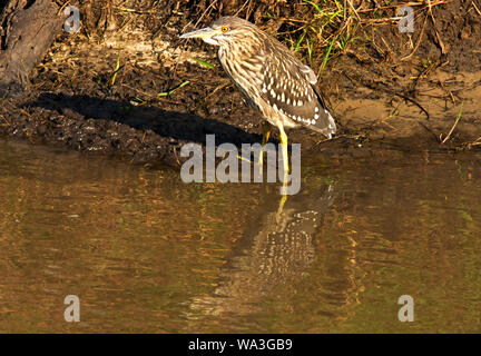 Il nero-incoronato Night-Heron crepuscolari è nelle sue abitudini alimentari e posatoi in alberi e bushed in prossimità di acqua durante le ore diurne. Foto Stock