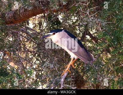 Il nero-incoronato Night-Heron crepuscolari è nelle sue abitudini alimentari e posatoi in alberi e bushed in prossimità di acqua durante le ore diurne. Foto Stock