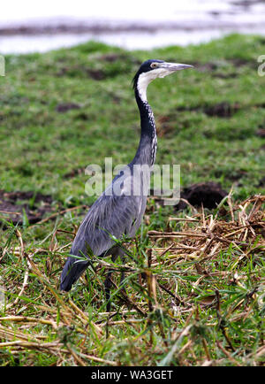 Leggermente più piccolo è un parente stretto di airone cenerino. Il Balck capo-Heron ha la testa più scura e marcature è un comune residenti delle zone umide Foto Stock