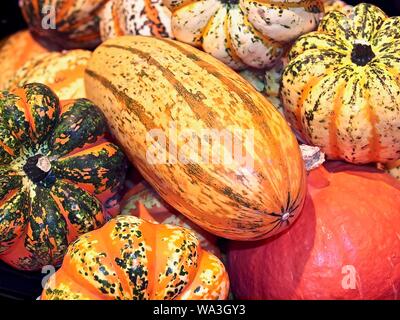 Mix di zucche colorate su una pila Foto Stock