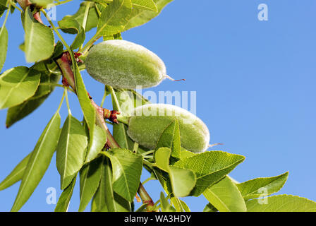 Mandorle verdi a tree contro il cielo blu Foto Stock