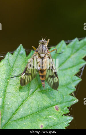 Downlooker snipefly (Rhagio scolopaceus), specie di volare, seduta su una foglia nella foresta da un piccolo stagno. La Piccola Polonia, Polonia Foto Stock