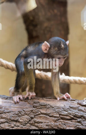 Volto adorabile di baby scimmia asiatica. Scimmia giovane seduto su un vecchio log. foto verticale. Foto Stock