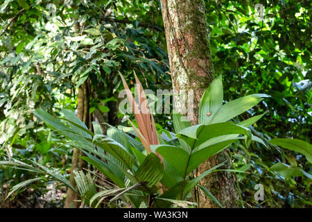 Leggermente sfocati sullo sfondo della natura . La flora della foresta pluviale amazzonica del bacino del fiume in Sud America. Protezione della natura e di uno stile di vita sostenibile concetto Foto Stock