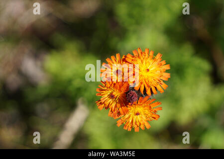Close-up di Orange Hawkweed fiore Foto Stock