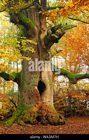 Kamineiche in autunno, cava, quercia (Quercus) coperti di muschio, Sababurg Jungle, Reinhardswald, Hesse, Germania Foto Stock