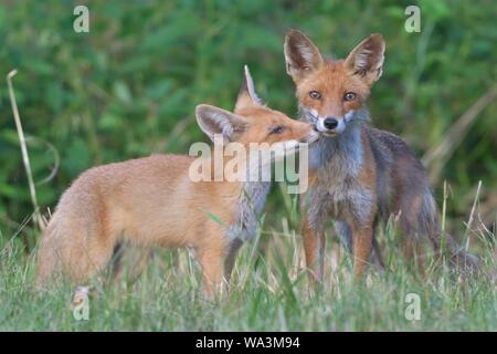 Red foxe (Vulpes vulpes vulpes), per adulti e bambini in una radura della Riserva della Biosfera dell'Elba centrale, Sassonia-Anhalt, Germania Foto Stock