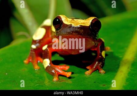 Bianco-foglia (rana Dendropsophus leucophyllatus), su una foglia, Guiana francese Foto Stock