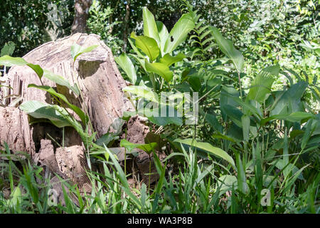 Leggermente sfocati sullo sfondo della natura . La flora della foresta pluviale amazzonica del bacino del fiume in Sud America. Protezione della natura e di uno stile di vita sostenibile concetto Foto Stock