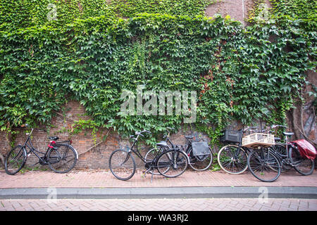 Scena di strada da Amsterdam con le biciclette contro coperto di edera parete di mattoni Foto Stock