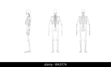 Lo scheletro più viste di un computer renderd modello di uno scheletro umano isolato su uno sfondo bianco. Foto Stock