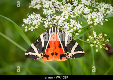 Jersey tiger (Euplagia quadripunctaria) alimentazione su un fiore bianco Foto Stock