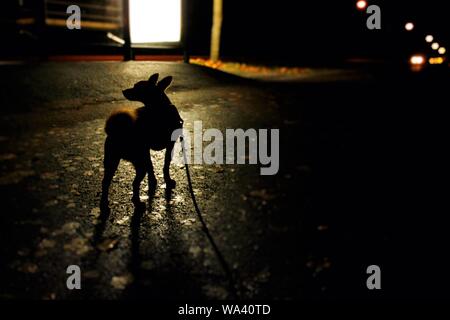 Silhouette girato di un cane con un guinzaglio intorno al suo neck camminando lungo la strada Foto Stock
