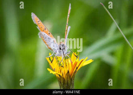 Rame di grandi dimensioni (Lycaena dispar) alimentazione sul fiore Foto Stock