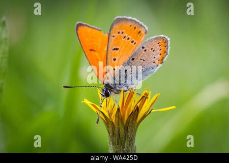 Rame di grandi dimensioni (Lycaena dispar) alimentazione sul fiore Foto Stock