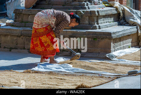 Kathmandu, Nepal: Novembre 02,2017: asian le donne anziane è il riso di essiccazione al sole Foto Stock