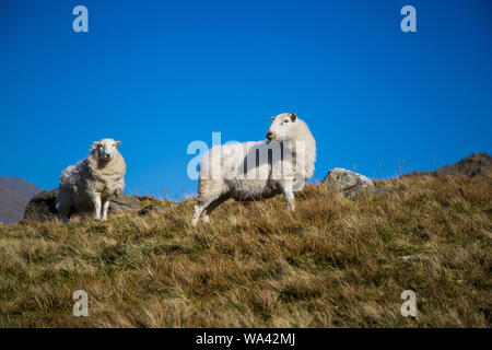 Due pecore di montagna Foto Stock