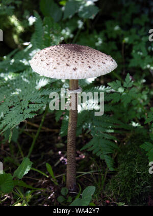 L'ombrellone fungo Macrolepiota procera Foto Stock