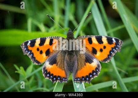 Piccola tartaruga butterfly (Aglais urticae) Foto Stock
