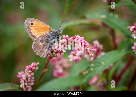 Small Heath butterfly (Lepidoptera Coenonympha pamphilus) alimentazione su un fiore rosa Foto Stock