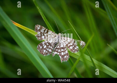 Tralicciati heath tarma (Chiasmia clathrata) Foto Stock