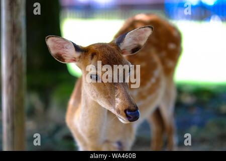 Primo piano di un carino cervo con sfondo sfocato Foto Stock