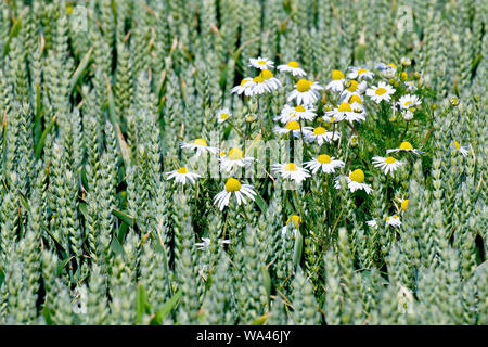 Senza profumo (Mayweed matricaria maritima), un grappolo di fiori crescono attraverso il grano in corrispondenza del bordo di un campo. Foto Stock