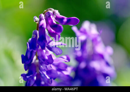 Tufted veccia (Vicia cracca), in prossimità di una coppia di teste di fiori con bassa profondità di campo. Foto Stock