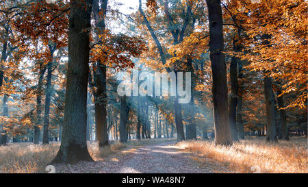 Jogging lontano attraverso la foresta Foto Stock