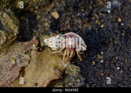 Carino piccolo rosso granchio eremita proveniente dal suo guscio Foto Stock