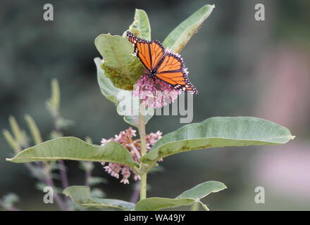 Butterfly la ricerca di nettare Foto Stock