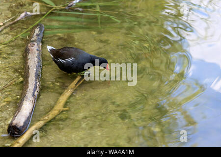 Pollo sultano poule-d'eau. / Common moorhen. Foto Stock