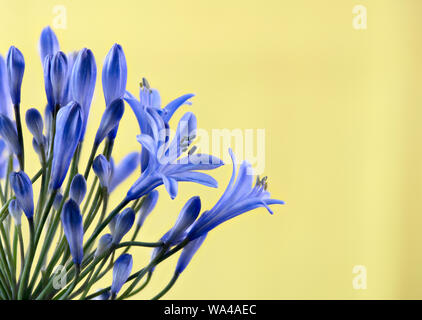 Close up di luce blu Agapanthus fiori Foto Stock